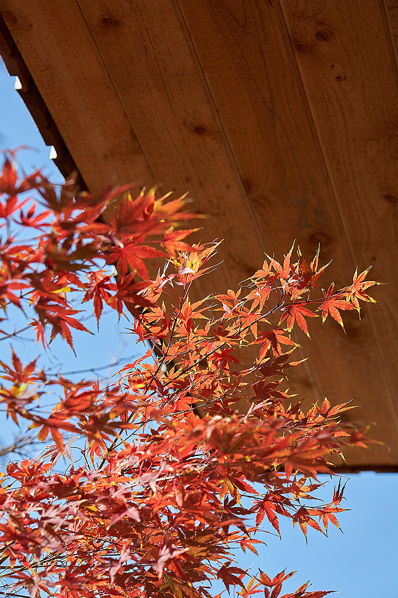 イロハモミジの家